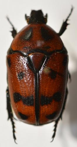 Réf. 275 867 : Pachnoda interrupta